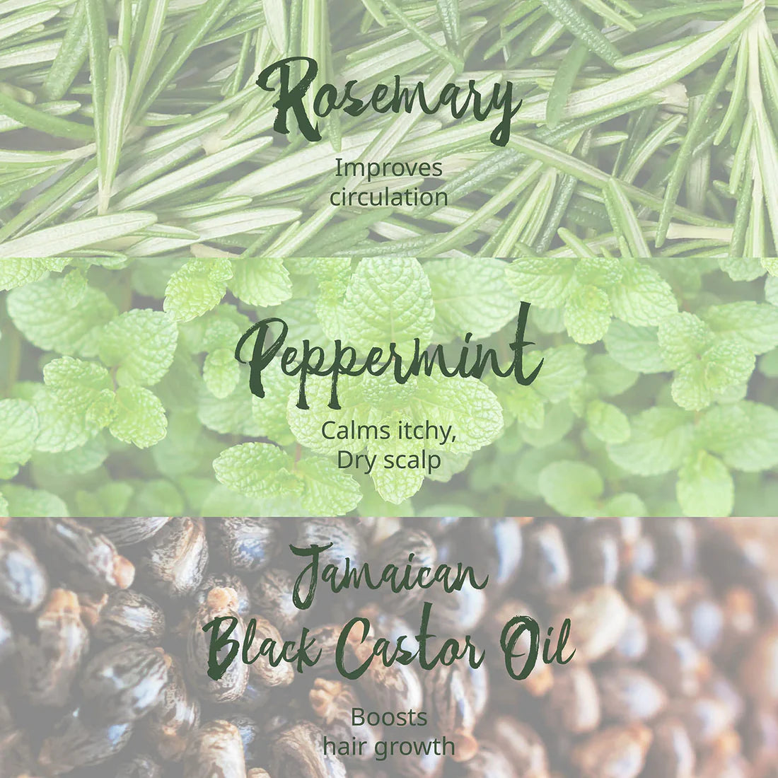 TROPIC ISLE HAIR GRO ROSEMARY MINT SHAMPOO 8 OZ